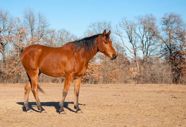 Vackra röda bay arabiska häst i torr vinter betesmark — Stockfoto