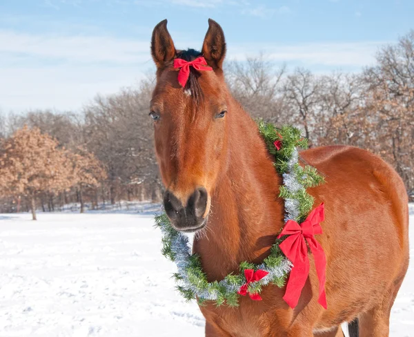 Rotes Lorbeerpferd mit Weihnachtskranz — Stockfoto
