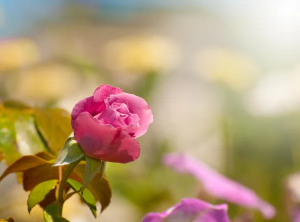 Deep pink rose in autumn garden — Stockfoto