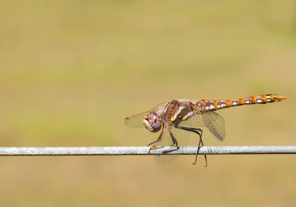 Kleurrijke bonte meadowhawk dragonfly — Stockfoto