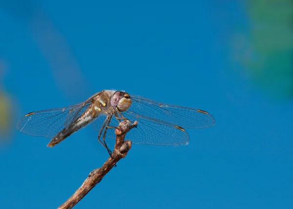 Beautiful Variegated Meadowhawk dragonfly — Stock Photo, Image