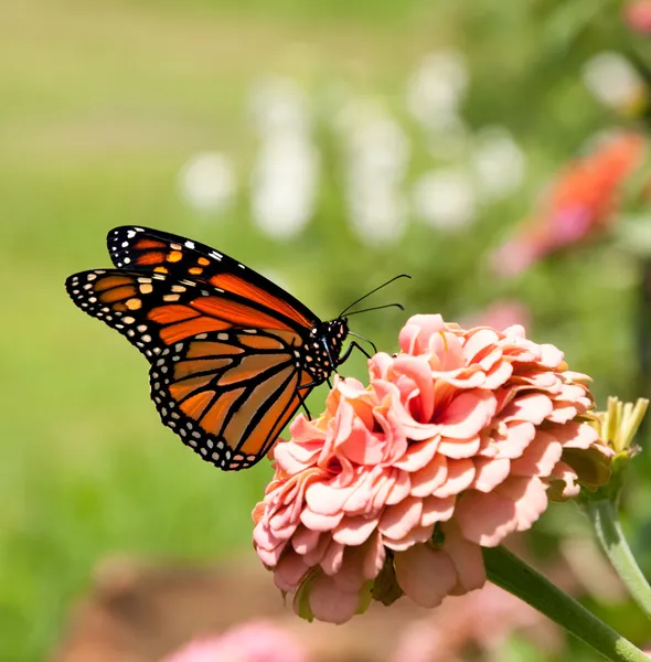 Monarch butterfly on pink Zinnia — Stok fotoğraf