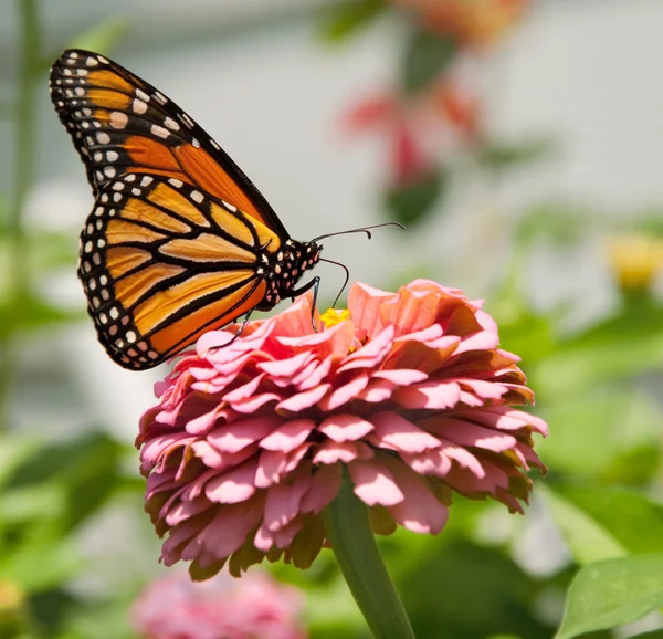 Güzel monarch kelebek besleme — Stok fotoğraf