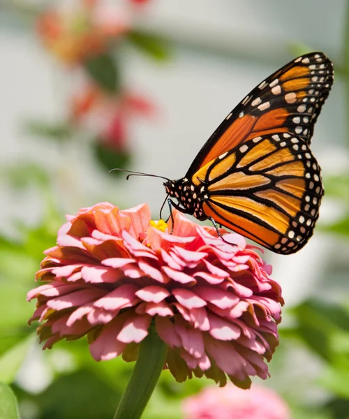 Monarch butterfly feeding on pink Zinnia — Stock Photo, Image