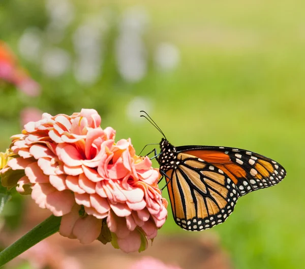 Monarca borboleta alimentando-se de Zinnia rosa com fundo de grama — Fotografia de Stock