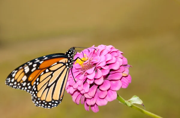 Wunderschöner Monarchfalter, der sich von rosa Zinnien ernährt — Stockfoto