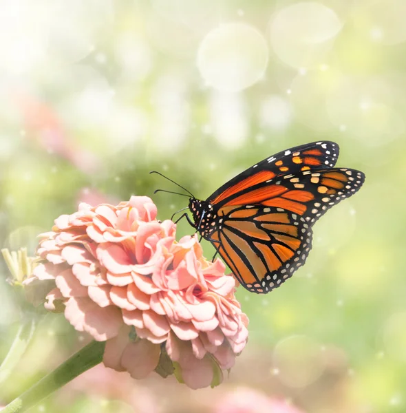 Dreamy image of a Monarch butterfly on a pink Zinnia — Stock Photo, Image