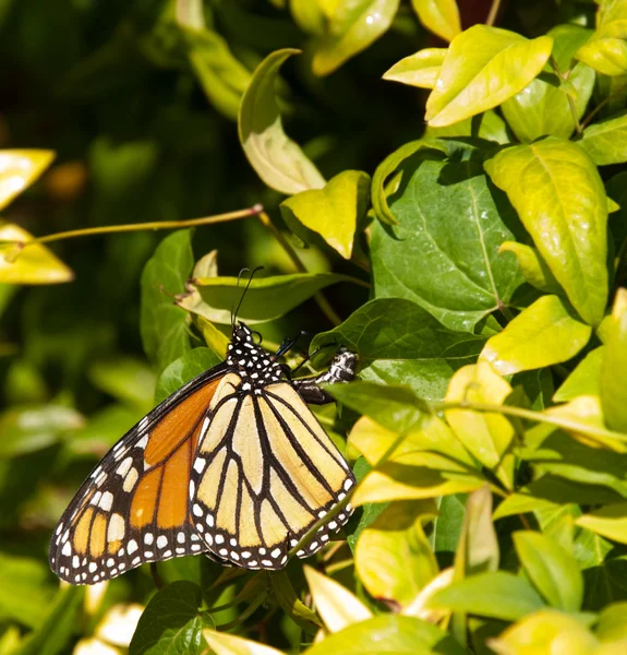Kleurrijke monarchvlinder legt eieren — Stockfoto