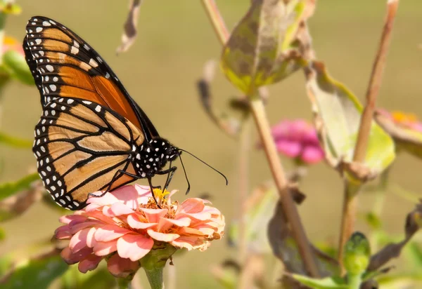豪華なモナーク蝶の花に給餌 — ストック写真