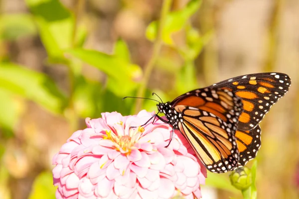 Migrating Monarch butterfly feeding on a Zinnia — Stock Photo, Image