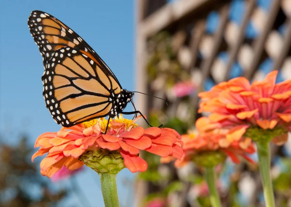 Vibrantly colored Monarch butterfly feeding — Stock Photo, Image