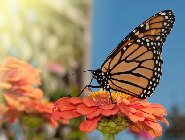 Monarch butterfly feeding on an orange Zinnia — Stock Photo, Image