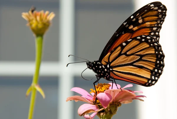 Красочная бабочка-монарх питается цветком в саду — стоковое фото