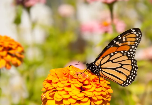 Piękne Danaid waga, monarch butterfly — Zdjęcie stockowe