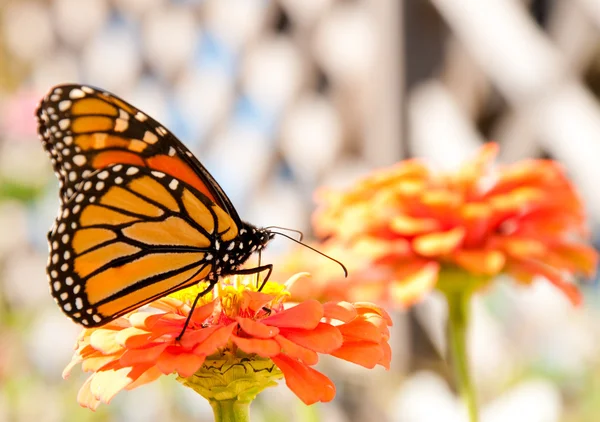 Wandernder Monarchfalter tankt auf orangefarbenem Zinnia — Stockfoto