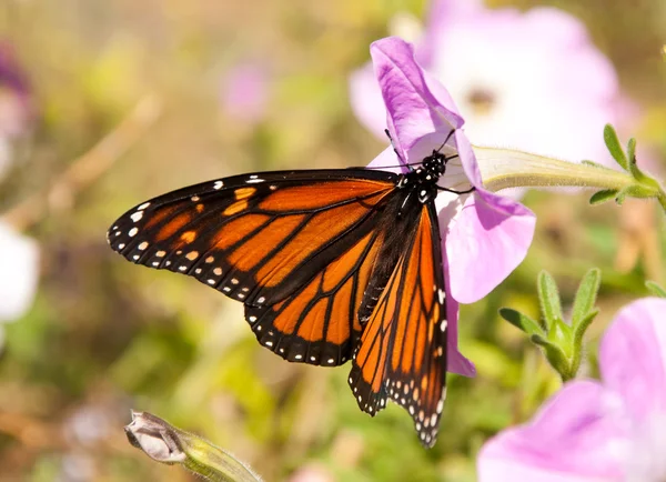 Migrating Monarch butterfly replenishing its energy supply — Stock Photo, Image