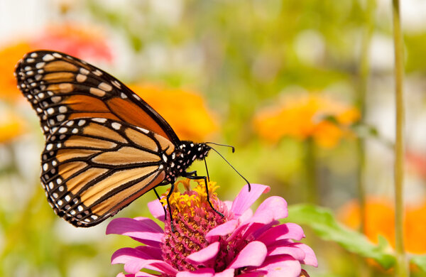 Бабочка-монарх, Danaus plexippus
