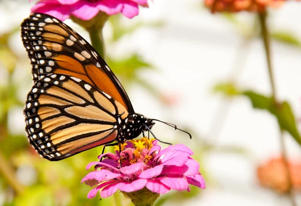 Bunter wandernder Monarchfalter, der sich von einer Blume ernährt — Stockfoto