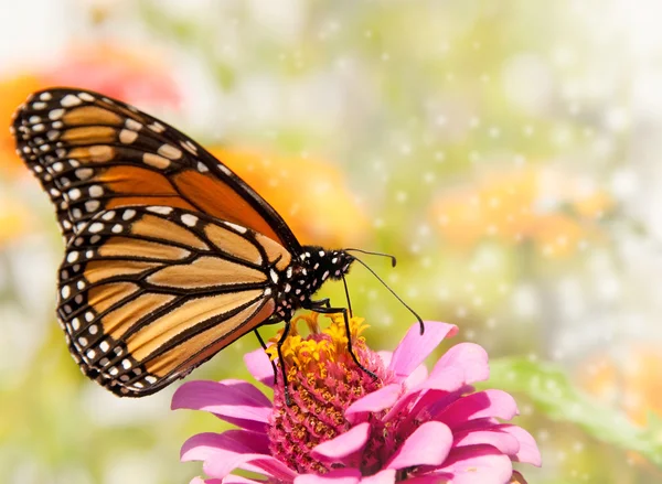 Dreamy image of a Monarch butterfly on a pink Zinnia — Stock Photo, Image