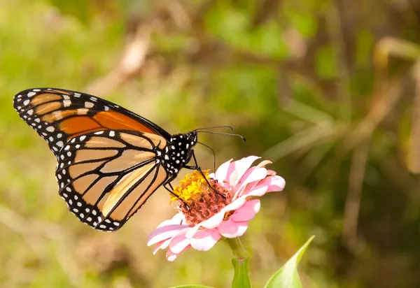 Beautiful Monarch butterfly feeding on a pink Zinnia — Stock Photo, Image