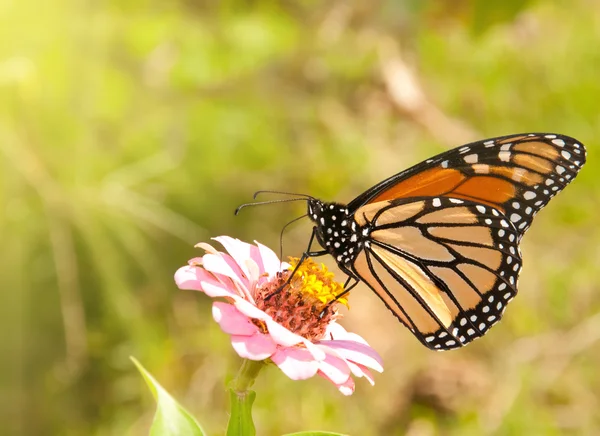 Monarch vlinder voeden met een roze zinnia — Stockfoto