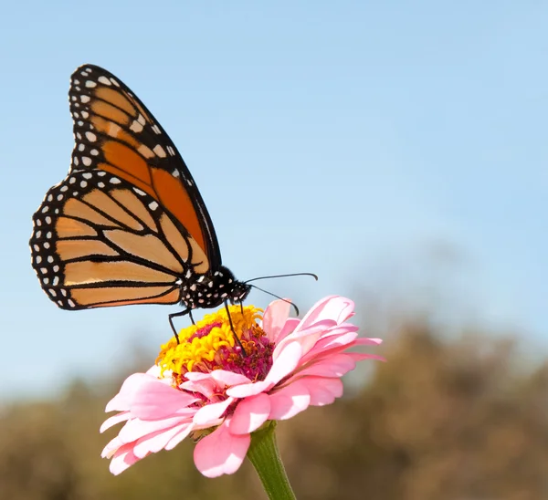 Beautiful Monarch butterfly feeding on a pink Zinnia against blue skies — Stock Photo, Image