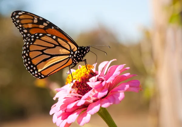 Borboleta monarca migrante reabastecendo em uma flor de Zinnia rosa brilhante — Fotografia de Stock