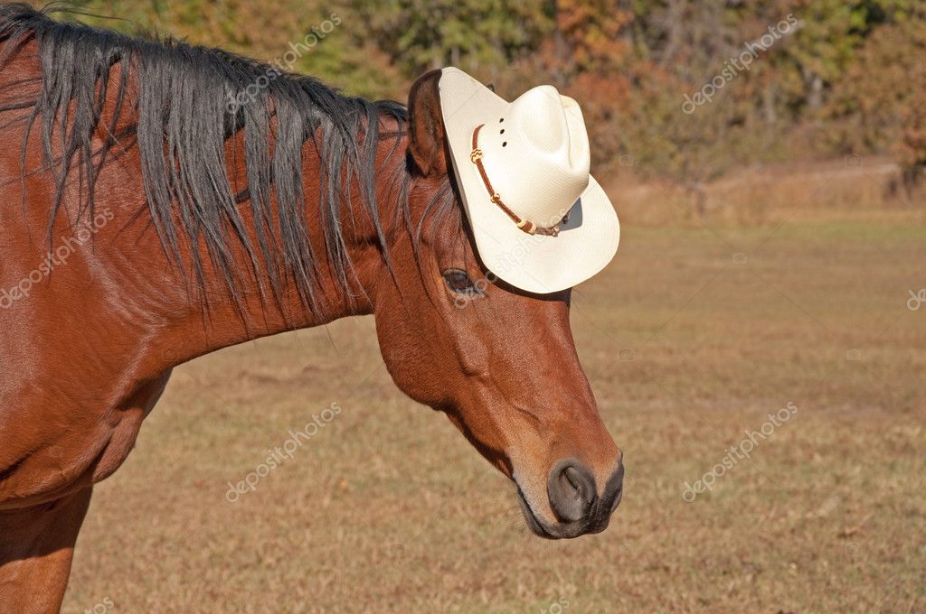 horse with a cowboy hat