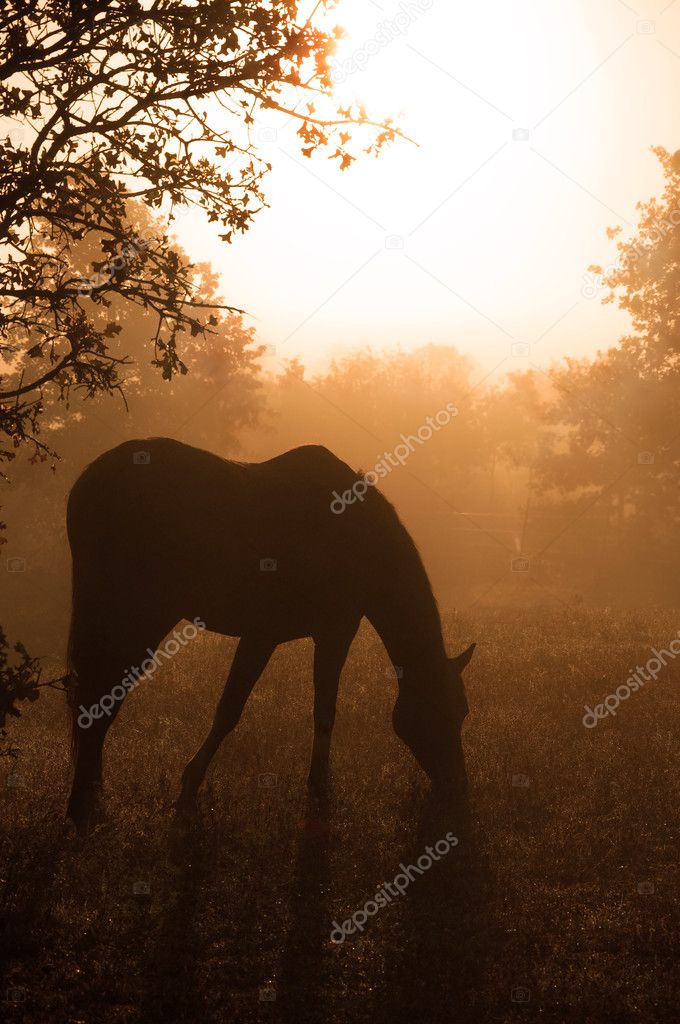 Silhouette of a grazing Arabian horse in heavy fog