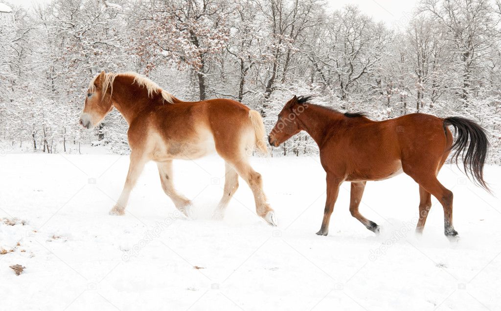 Two horses running in the snow Two horses running in snow on a cold