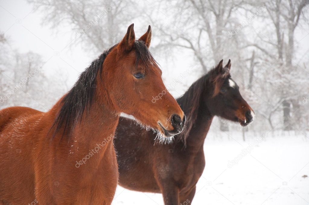 Two frosty horses gazing at the distance