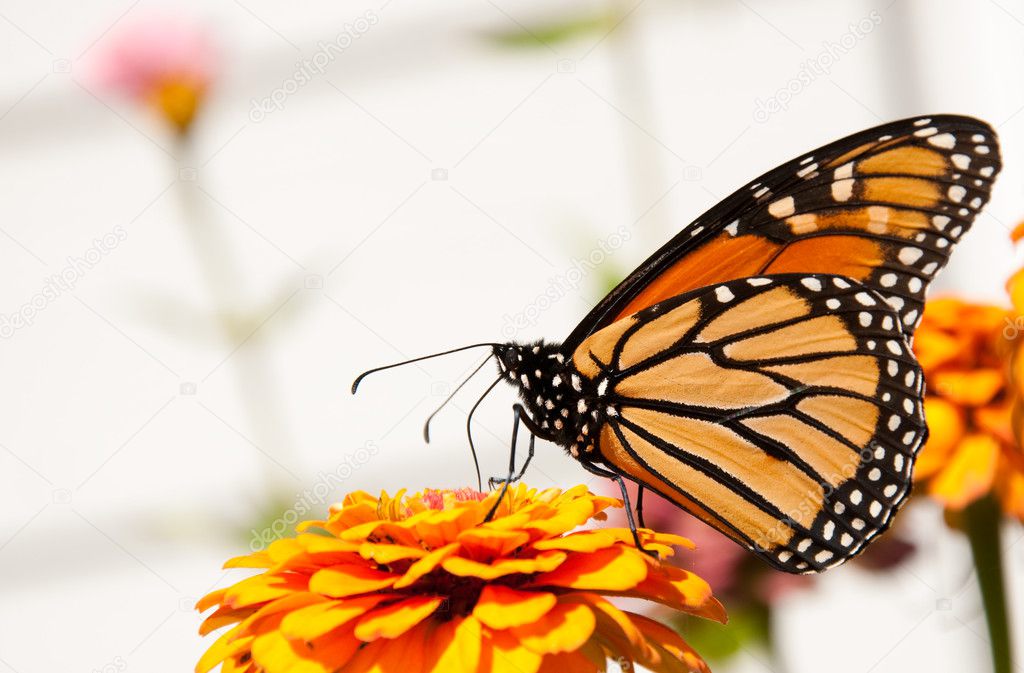 Migrating Monarch butterfly feeding on a Zinnia flower