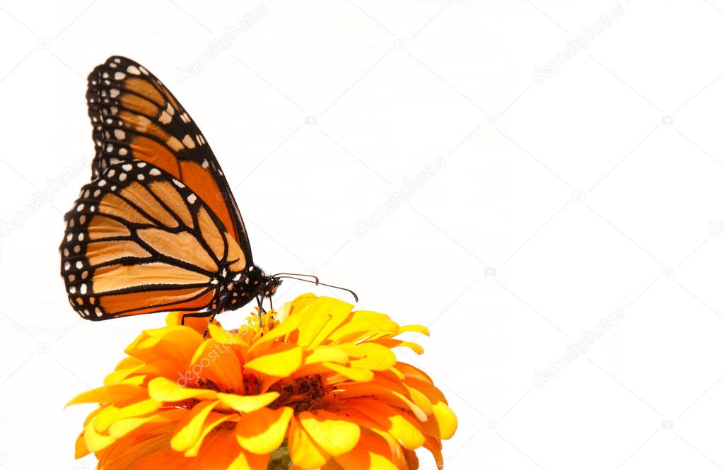 Migrating Monarch Butterfly has stopped to feed on an orange Zinnia