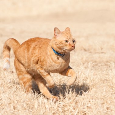 Orange tabby cat running full speed clipart