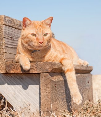 çok güzel kırmızı tekir kedi ahşap bir adım üzerinde dinlenme