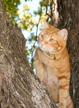 yakışıklı turuncu tekir kedi kadar bir ağaçta