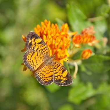 Pearl Crescent Butterfly feeding on Butterfly weed clipart