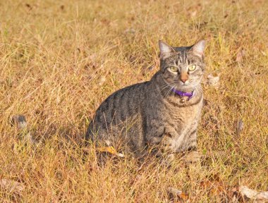 Güz otu ve yaprakları gri tekir kedi