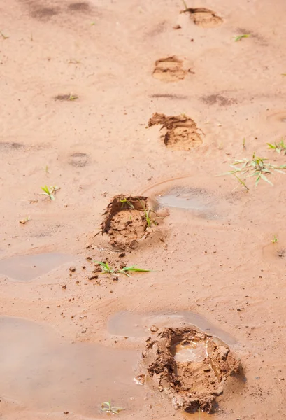 Huellas en tierra roja fangosa con agua — Foto de Stock