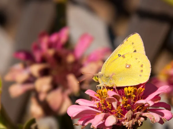 Помаранчева сульфурна метелик, що харчується зів'ялої осені квітка цинії — стокове фото