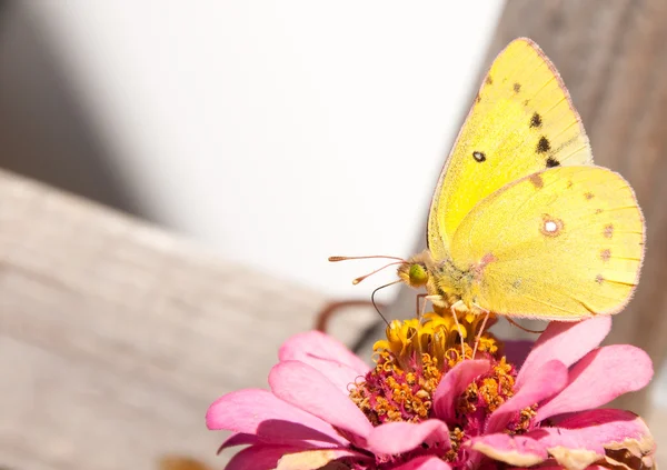Wunderschöner orangefarbener Schwefel-Schmetterling auf einer rosa Zinnie — Stockfoto