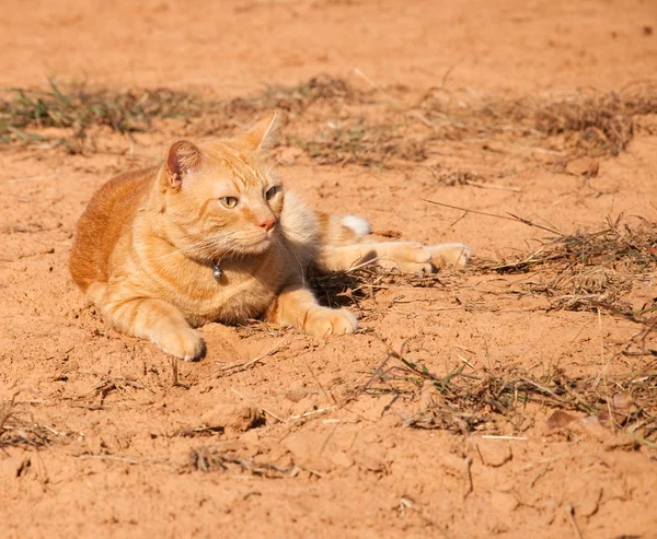 Kırmızı toprak karşı güneşli güzel portakal tekir kedi — Stok fotoğraf