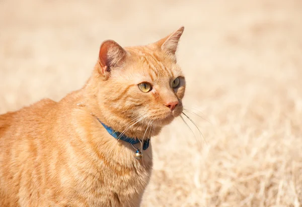 Schöne orange gestromte Katze in der Wintersonne — Stockfoto
