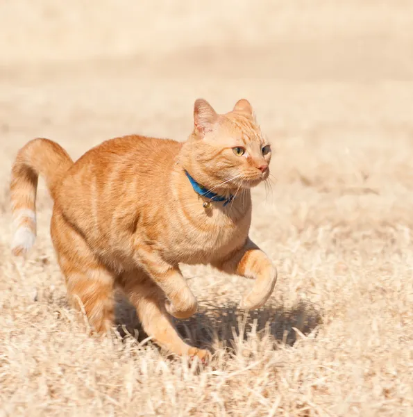 Orange tabby cat running full speed