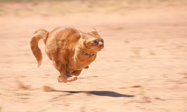 Orange gestromte Katze läuft mit voller Geschwindigkeit über roten Sand — Stockfoto