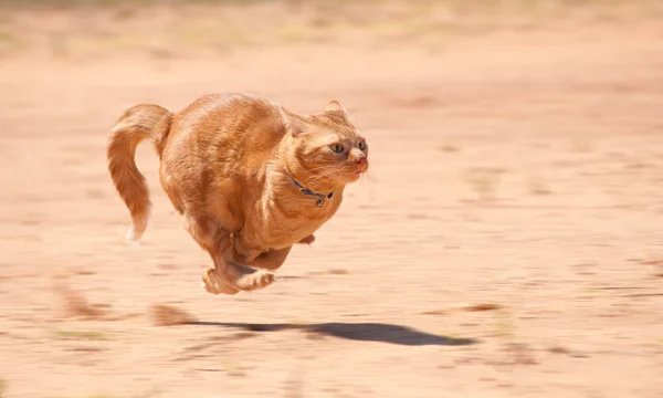 Naranja gato tabby corriendo a toda velocidad a través de arena roja — Foto de Stock