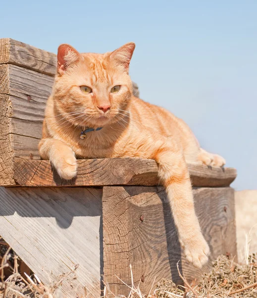 Adorable red tabby cat resting on a wooden step — Stock Photo, Image