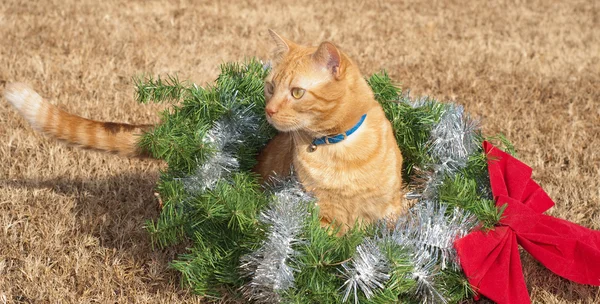 Czerwony zaprawa murarska kotek kot w Boże Narodzenie wieniec z kokardą czerwony i srebro błyskotka — Zdjęcie stockowe