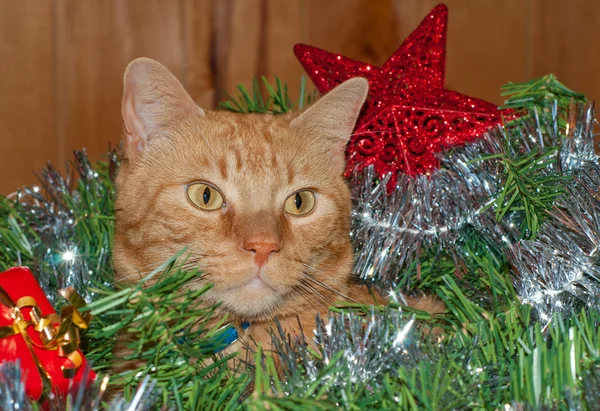 Schöne orange gestromte Kätzchen-Katze im Adventskranz — Stockfoto