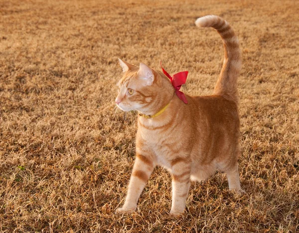 Mooi oranje tabby kitty kat op val gras — Stockfoto